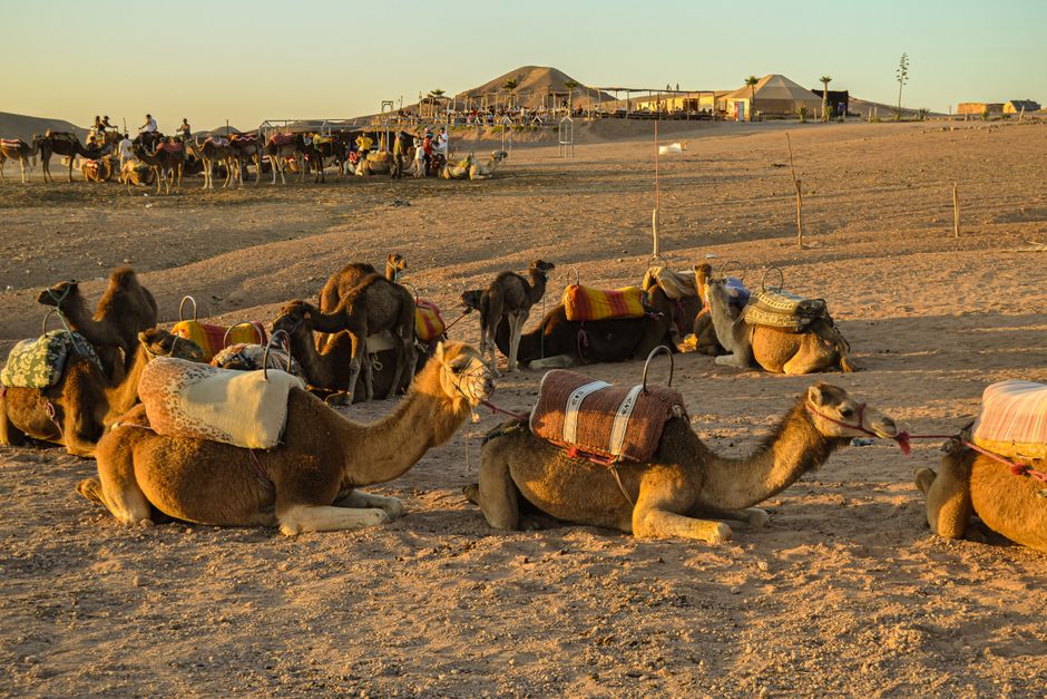 Camels resting in the Agafay desert at sunset