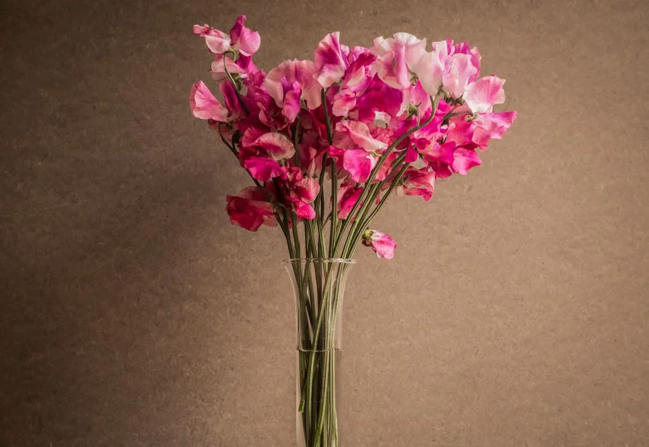 Sweet Pea Morning