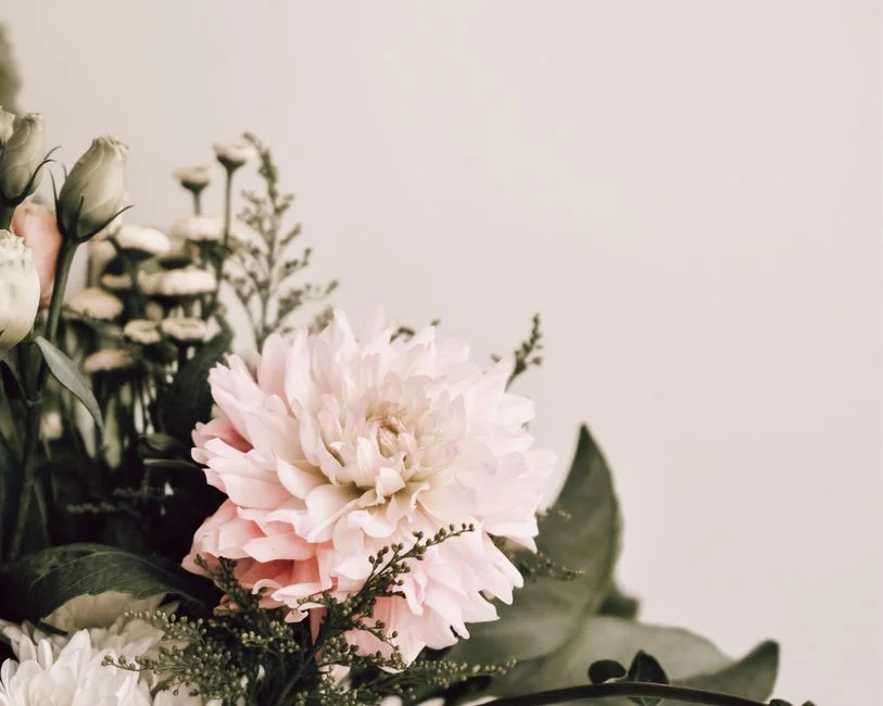 Dahlia Dream