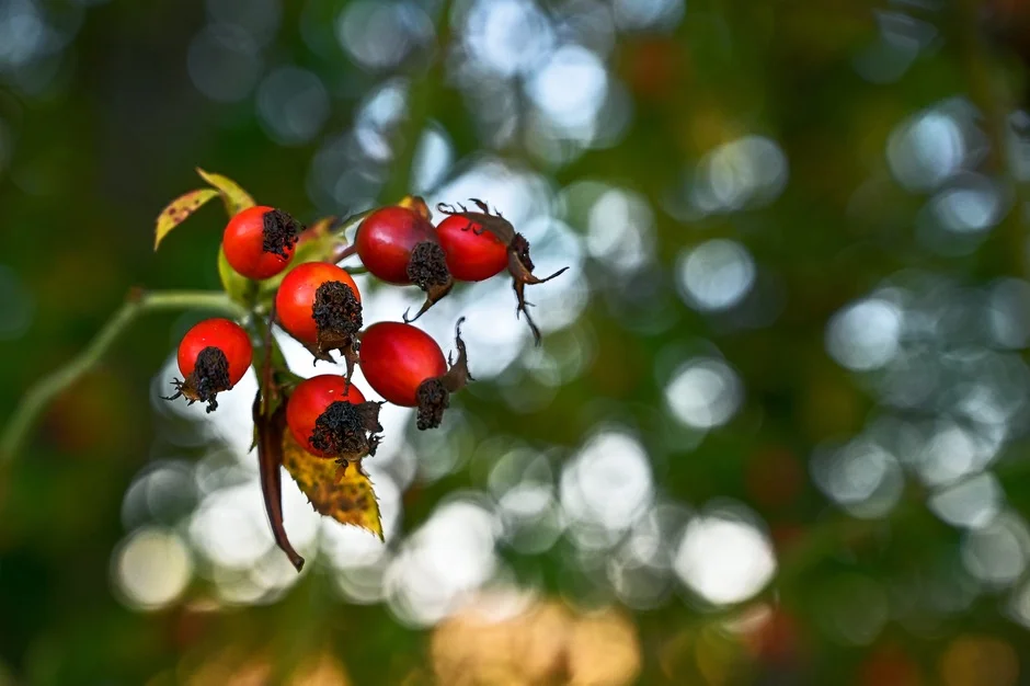 Hedgerow Harvest