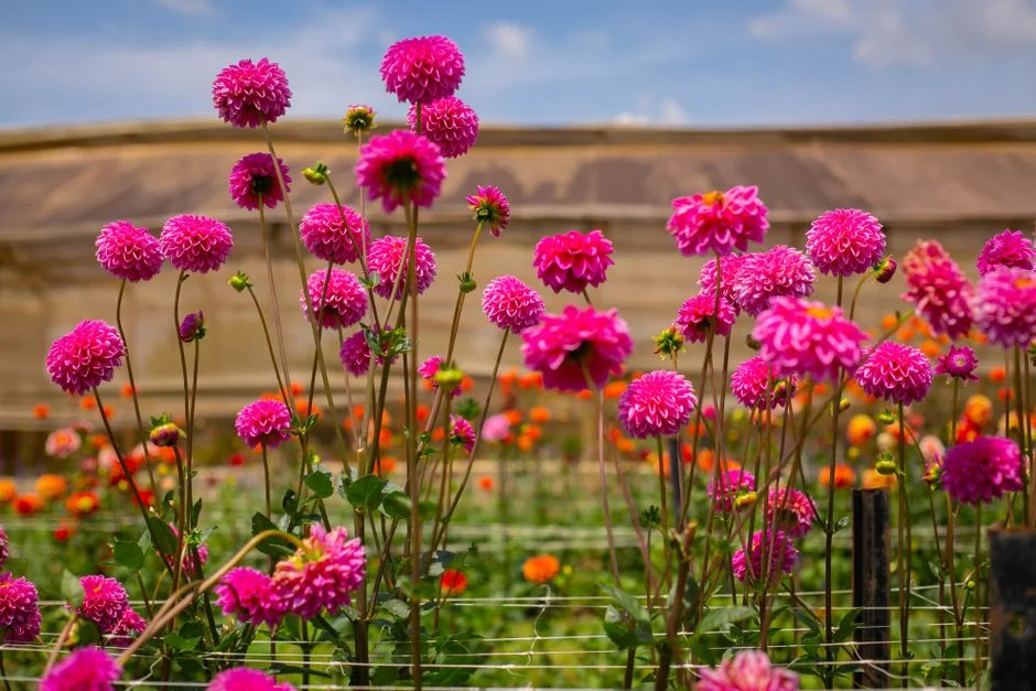 A field of pink dahlias in bloom