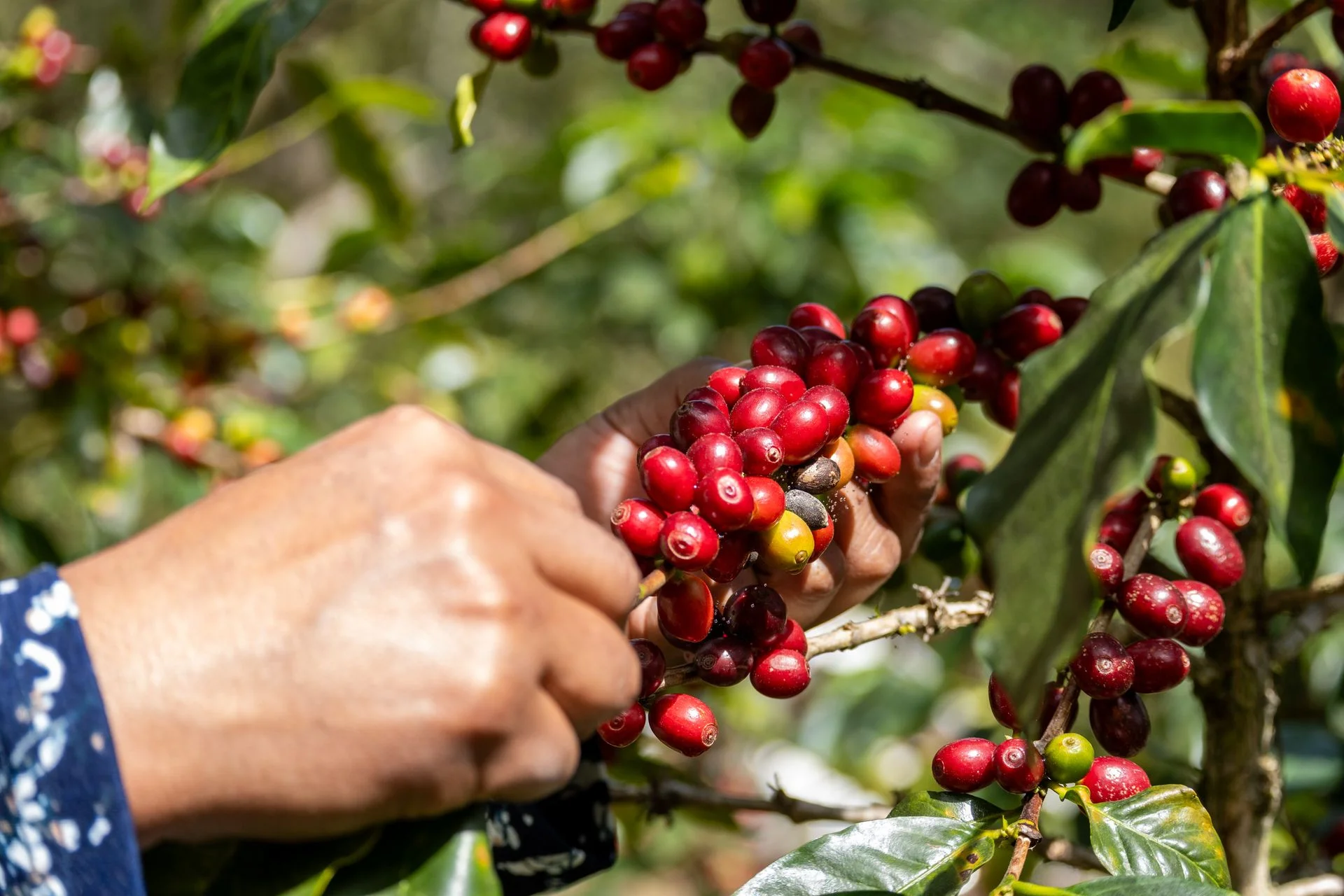 Éthiopie : voyage aux origines du café